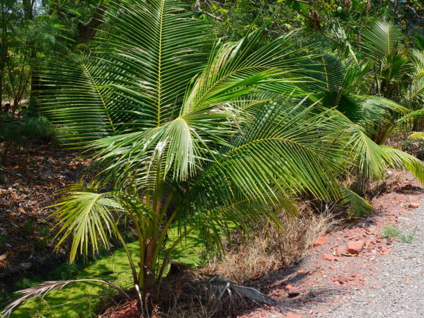 istock The coconut is growing On the ground 1142847444