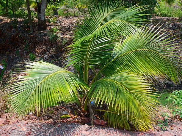 若いココナッツの芽の木 - soil saprophyte ストックフォトと画像