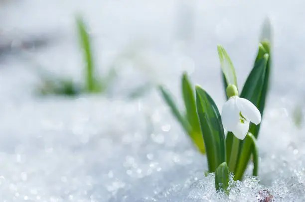 Beautifull snowdrop flower growing in snow in early spring forest. Tender spring flowers snowdrops harbingers of warming symbolize the arrival of spring