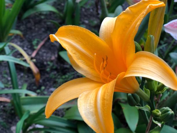 istock yellow flower in a garden 1142848234