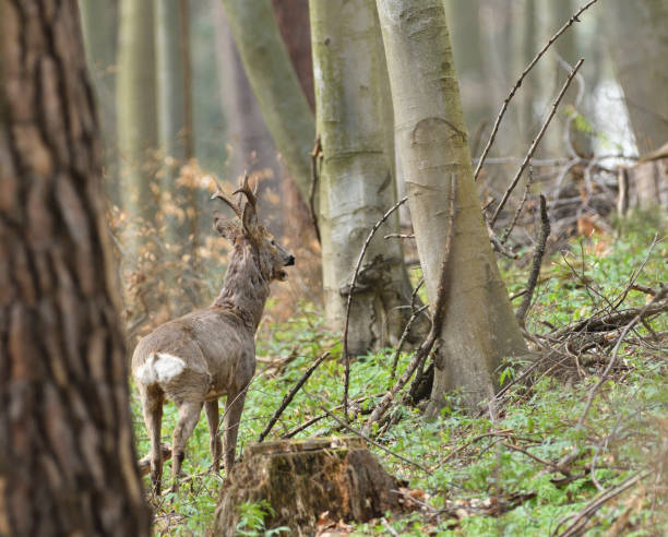 Roe deer with antler walking and grazing grass inside the forest stock photo