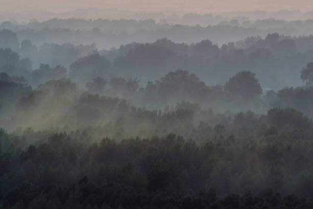 Mystical view from top on forest under haze at early morning. Mist among layers from tree silhouettes in taiga under warm predawn sky. Morning atmospheric minimalistic landscape of majestic nature. vista mística desde la parte superior en el bosque bajo la neblina a primera hora de la mañana. niebla entre capas de siluetas de árboles en taiga bajo el cielo cálido preamanecer. mañana atmosférico paisaje minimalista de majestuosa naturaleza.