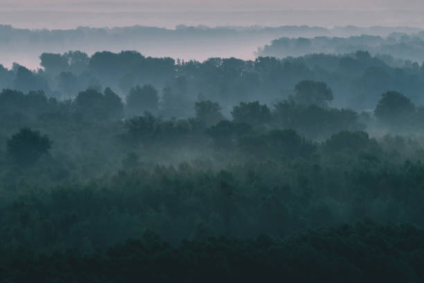 istock Mystical view from top on forest under haze at early morning. Mist among layers from tree silhouettes in taiga under warm predawn sky. Morning atmospheric minimalistic landscape of majestic nature. 1142849918