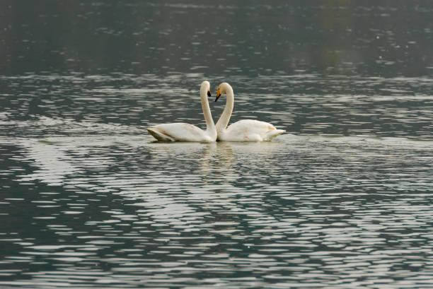 istock The white swan swimming 1142850582