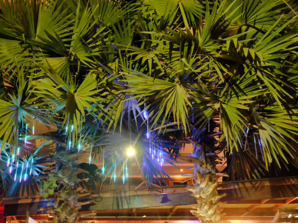 istock thick palm foliage, night time, vegetative background 1142850603