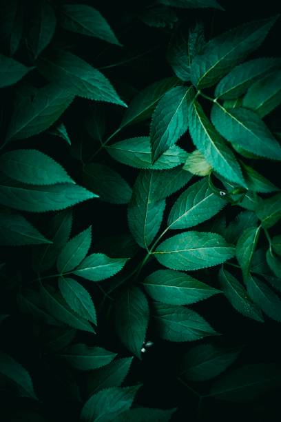 istock green plant leaves texture in springtime 1142850693