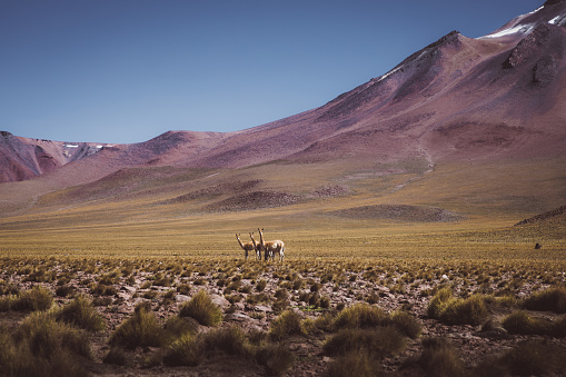 Guanacos walking at colorful mountains landscape in Atacama region, Chile
