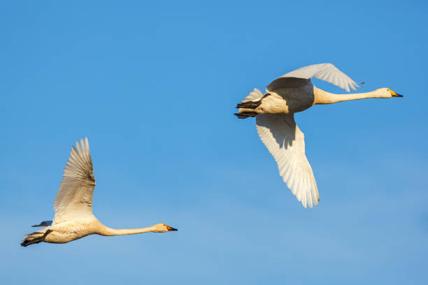 istock Whooper swans flying at a blue sky 1142851158