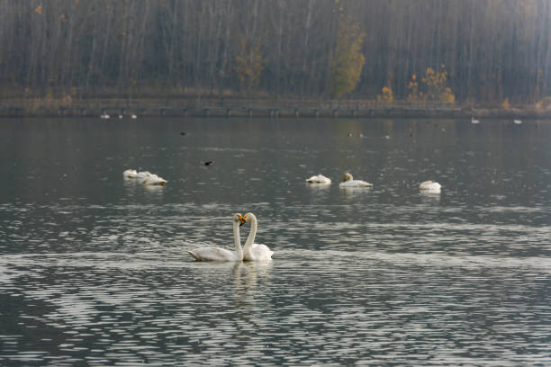 istock The white swan swimming 1142851540