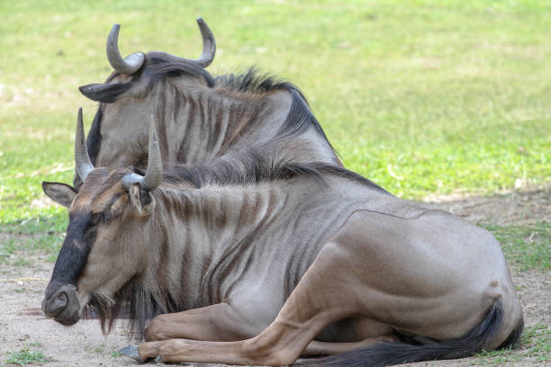 istock blue wildebeest sleep in garden at summer 1142851623