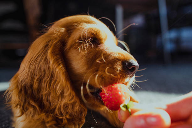 Healthy Puppy Snack