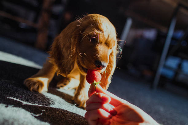 istock Adorable Puppy Eating a Strawberry 1142852389