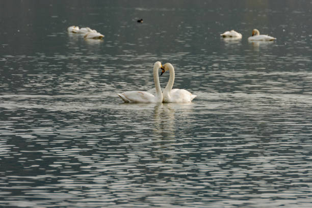 istock The white swan swimming 1142852415