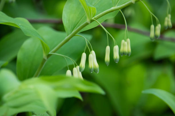 istock Solomon's Seal Flowers in Springtime 1142852704