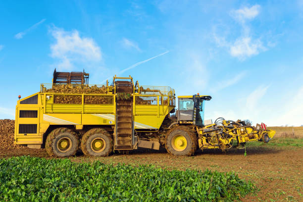 ビートの収穫のための機械 - beet sugar tractor field ストックフォトと画像