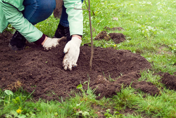 istock Man puts a tree in the ground in the Park 1142853511