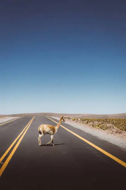 Photo of Guanaco on the road in Atacama desert