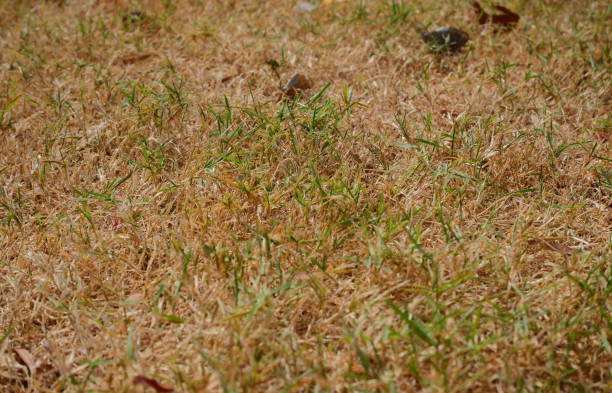 芝生の乾燥問題 - lawn mottled grass dead plant ストックフォトと画像