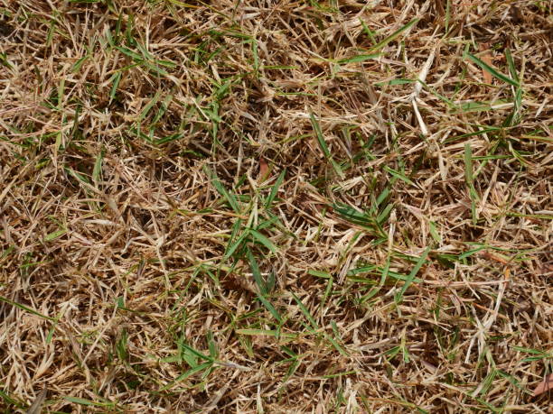 芝生の乾燥問題 - lawn mottled grass dead plant ストックフォトと画像