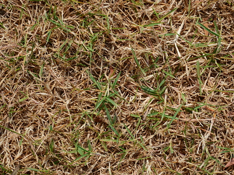 Lawn dry problems