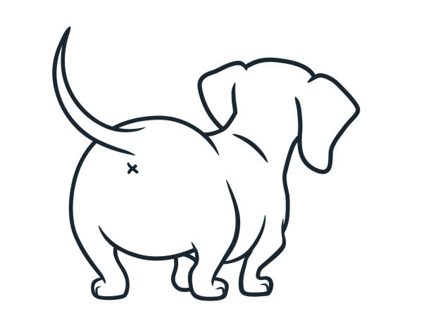 Cute Dachshund Sausage Dog Vector Cartoon Illustration Isolated On White  Simple Black And White Line Drawing Of Wiener Puppy Rear View Funny Doxie  Butt Dog Lovers Pets Animals Theme Stock Illustration -
