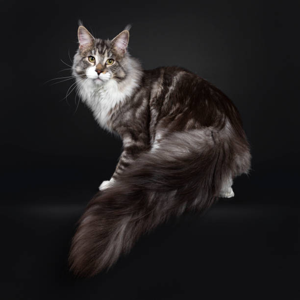 istock Handsome young adult Maine Coon on black 1142855779