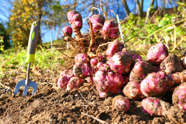 istock The Jerusalem artichoke harvest. 1142858618