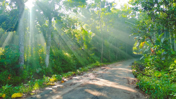 istock beautiful view of the morning light 1142860775