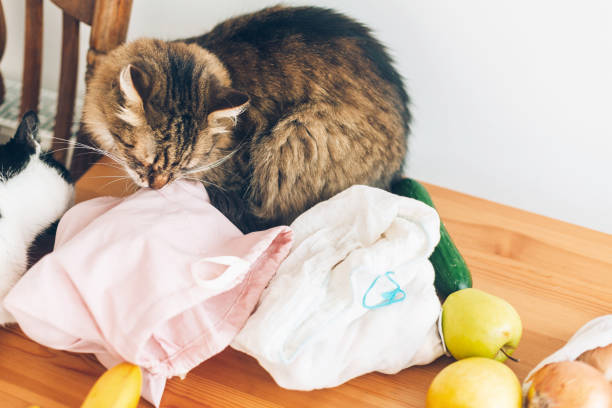 家の木製のテーブルの再利用可能な eco 袋の新鮮な食料品で遊んでいるかわいい猫。ゼロ廃棄物のショッピングコンセプト。単一の使用プラスチックを禁止します。地球を救う - domestic cat bag shopping gift ストックフォトと画像