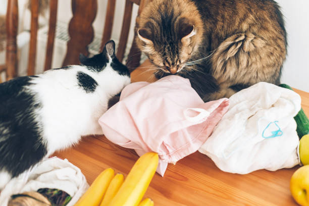 cute cats playing at fresh groceries in reusable eco bags on wooden table at home. zero waste shopping concept. ban single use plastic. save earth - domestic cat bag shopping gift imagens e fotografias de stock