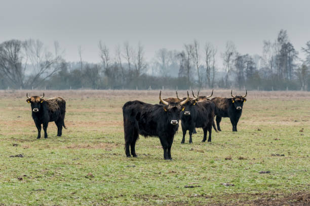 istock Heck cattle, cow and bulls on wintry pasture with open stablel 1142861737