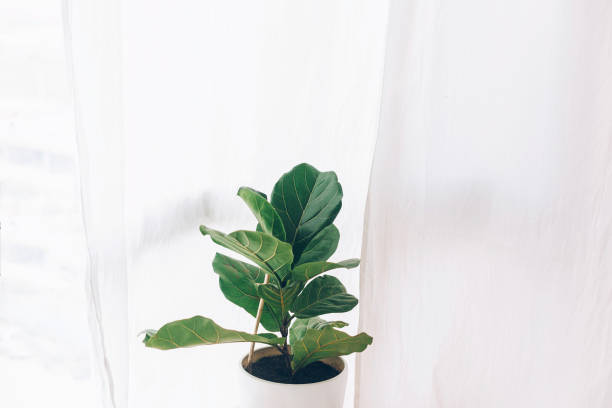 Ficus lyrata. Beautiful fiddle-leaf, fig tree plant with big green leaves in white pot. Stylish modern floral home decor in minimal style Ficus lyrata. Beautiful fiddle-leaf, fig tree plant with big green leaves in white pot. Stylish modern floral home decor in minimal style fig tree photos stock pictures, royalty-free photos & images