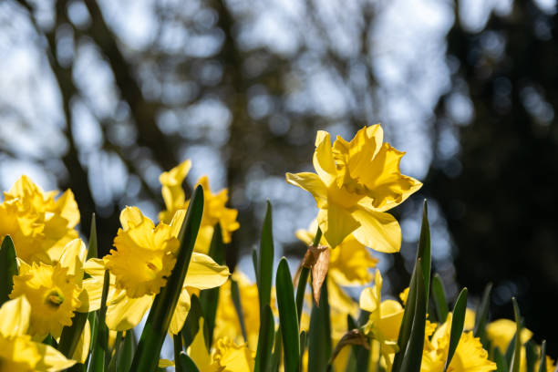 istock Narcissus yellow flowers. 1142862696