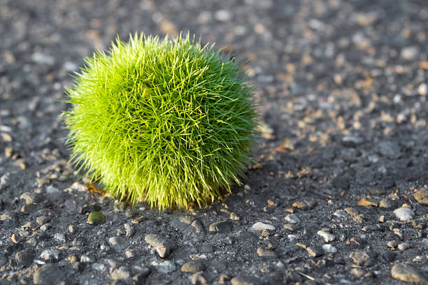 green chestnut ball sunny illuminated fresh green chestnut ball on tarmac ground vermehrung stock pictures, royalty-free photos & images