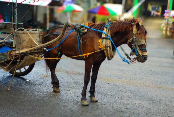 istock traditional horse transportation 1142863444