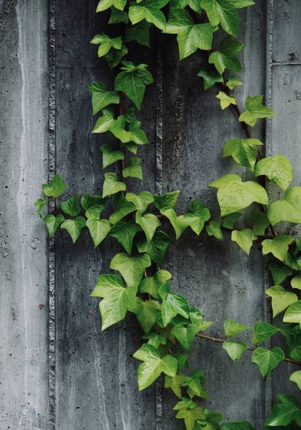 istock green plant leaves on the wall 1142864084