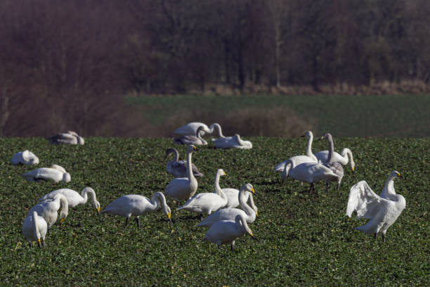 istock Whooper swans, Cygnus cygnus, in winter, germany 1142864090