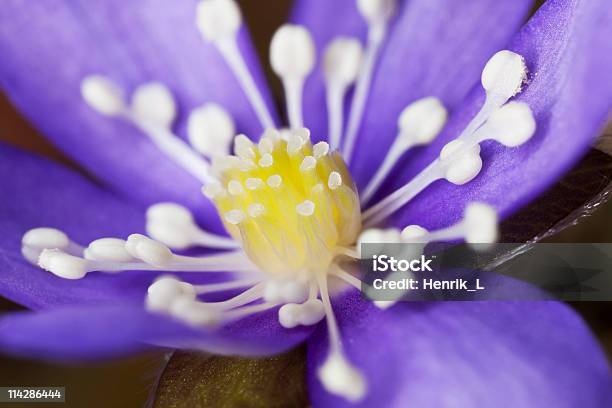 Liverleaf Stock Photo - Download Image Now - Anemone Flower, Beauty In Nature, Blossom