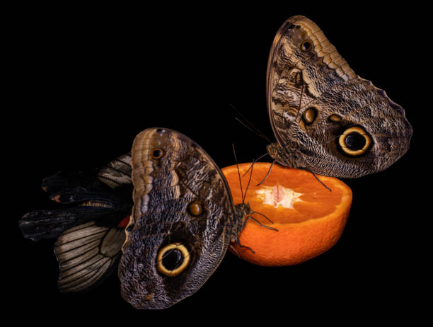 istock tropical butterfly eating perched on orange slice 1142865037