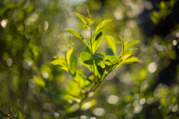 istock cherry bush in the process of growth 1142865375