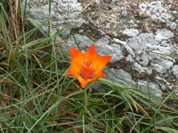 Photo of Mountain flower