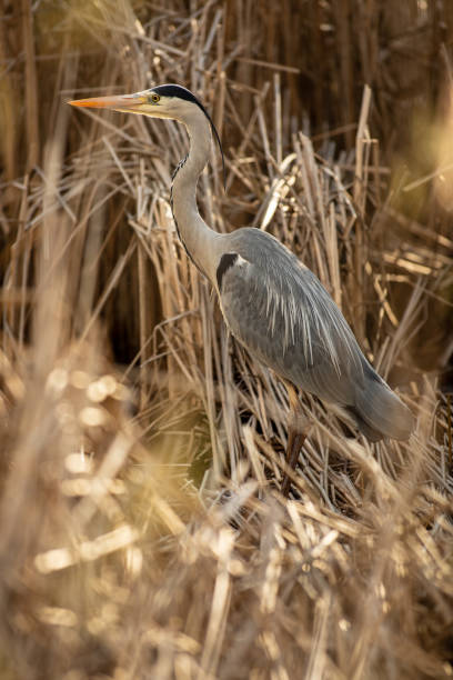 istock Grey Heron  (Ardea cinerea) - wildlife in its natural habitat 1142866906