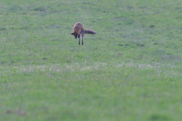 Red Fox jumping to catch a mouse in deep snow in Yellowstone.