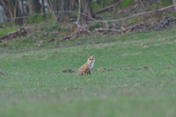 istock red fox looking and hunting on a meadow for fieldmouse 1142868119