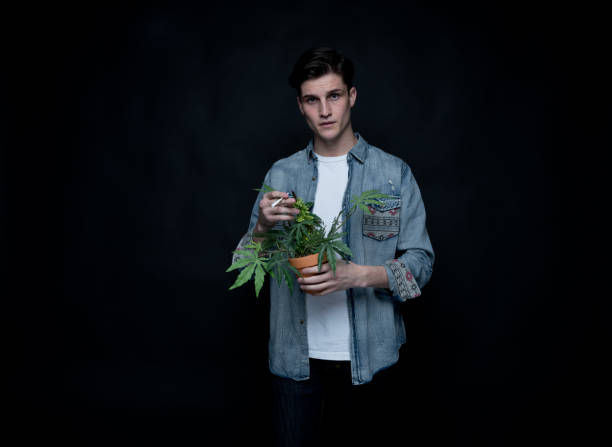 istock Handsome young man is holding a marijuana plant 1142868651