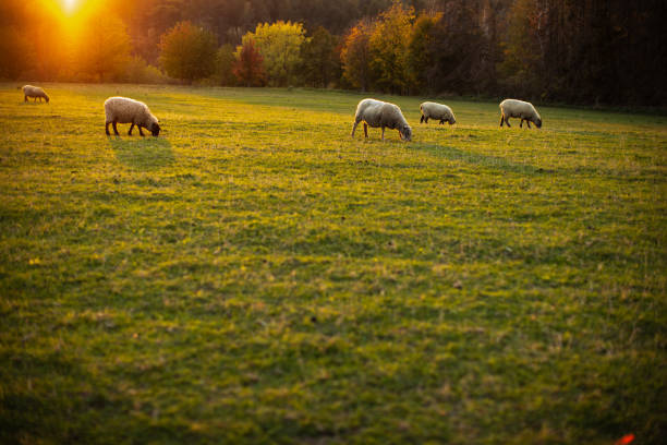 Sheep grazing on lush green pastures in warm evening light