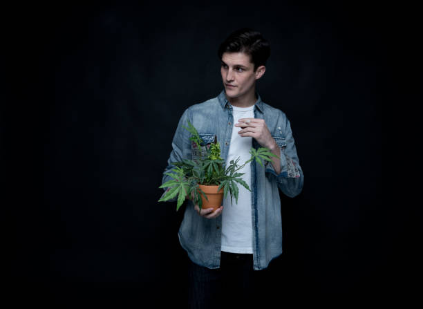 istock Handsome young man is holding a marijuana plant 1142868849