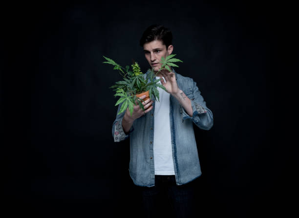 istock Handsome young man is holding a marijuana plant 1142868999