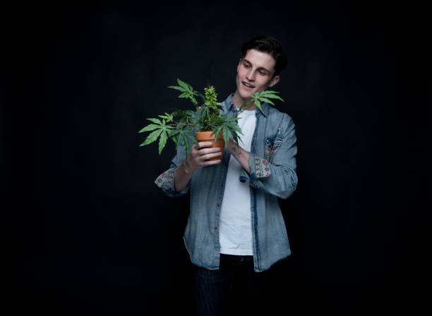 istock Handsome young man is holding a marijuana plant 1142869095