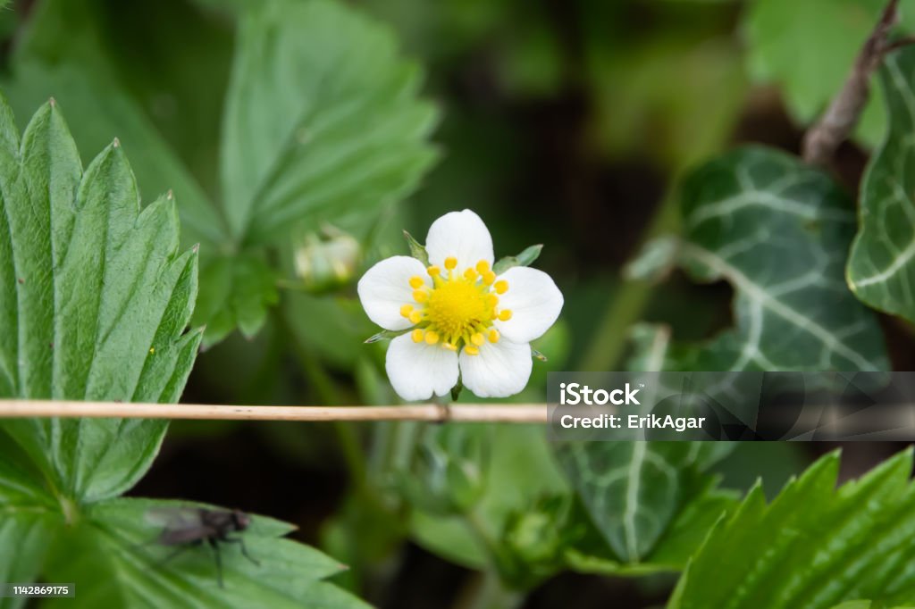 Wild Strawberry Flower in Bloom in Springtime Wild strawberry (Fragaria vesca) flower in bloom in springtime. Beauty Stock Photo